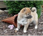 Small Photo #3 Shiba Inu Puppy For Sale in THREE RIVERS, MI, USA