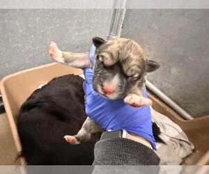 Border Collie Dogs for adoption in HESPERIA, CA, USA