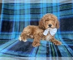 Small #7 Cockapoo (Miniature)