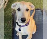 Small #14 Labrador Retriever Mix