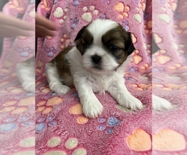 Medium Photo #8 Shih Tzu Puppy For Sale in DOWNEY, CA, USA