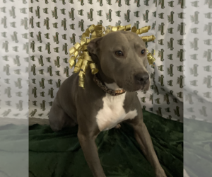 Joy - Female American Staffordshire Terrier-Unknown Mix Dog for Adoption - Photo #4