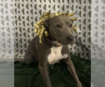 Small Photo #4 American Staffordshire Terrier-Unknown Mix Puppy For Sale in Decatur, GA, USA