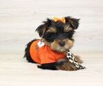 Small #2 Yorkshire Terrier