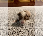 Small Photo #2 Miniature Australian Shepherd Puppy For Sale in PITTSBURG, KS, USA