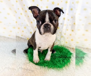 Boston Terrier Puppy for sale in ODENVILLE, AL, USA