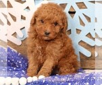 Small #5 Cavapoo