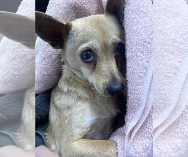Medium Photo #7 Chihuahua-Unknown Mix Puppy For Sale in Chico, CA, USA