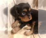 Small Photo #5 Cavalier King Charles Spaniel Puppy For Sale in AURORA, CO, USA