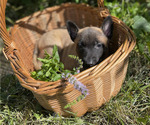 Small #10 Belgian Malinois