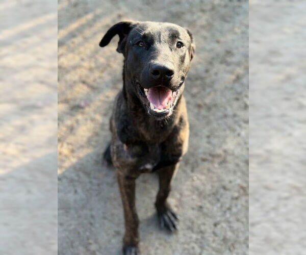 Medium Photo #2 Holland Shepherd-Unknown Mix Puppy For Sale in Riverside, CA, USA