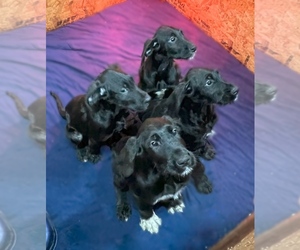 Doodle-Great Dane Mix Puppy for sale in WADDY, KY, USA