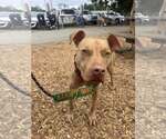 Trooper - Male Mutt Dog for Adoption - Small photo
