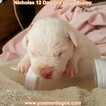 Small Photo #9 Dogo Argentino Puppy For Sale in PINEVILLE, MO, USA