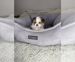 Small #10 Shih Tzu