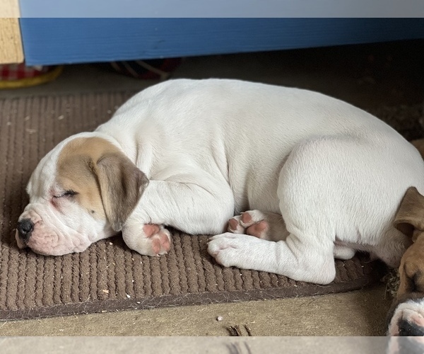 Medium Photo #7 American Bulldog Puppy For Sale in BONAIRE, GA, USA