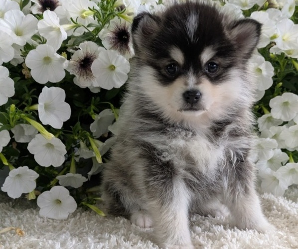 Medium Photo #24 Pomsky Puppy For Sale in GOSHEN, IN, USA