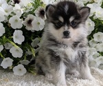 Small #1 Pomsky