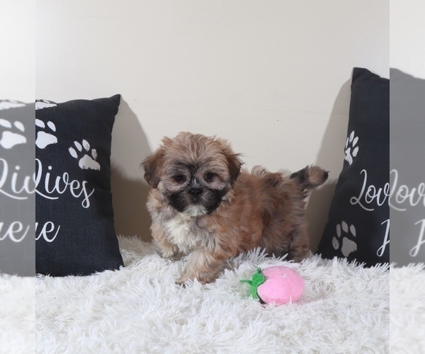 Medium Photo #1 Zuchon Puppy For Sale in MOUNT VERNON, OH, USA