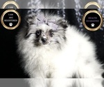 Small Photo #81 Pomeranian Puppy For Sale in WARSAW, IN, USA
