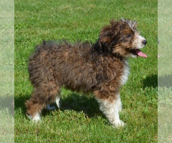 Medium Photo #7 Sheltidoodle Puppy For Sale in SHIPPENSBURG, PA, USA