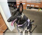 KODA - Female German Shepherd Dog-Unknown Mix Dog for Adoption - Small photo