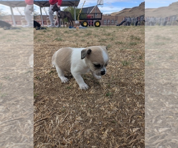 Medium Photo #6 YorkiePoo Puppy For Sale in GOLDEN, CO, USA