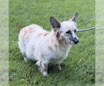 Small Photo #4 Mutt Puppy For Sale in Yardley, PA, USA