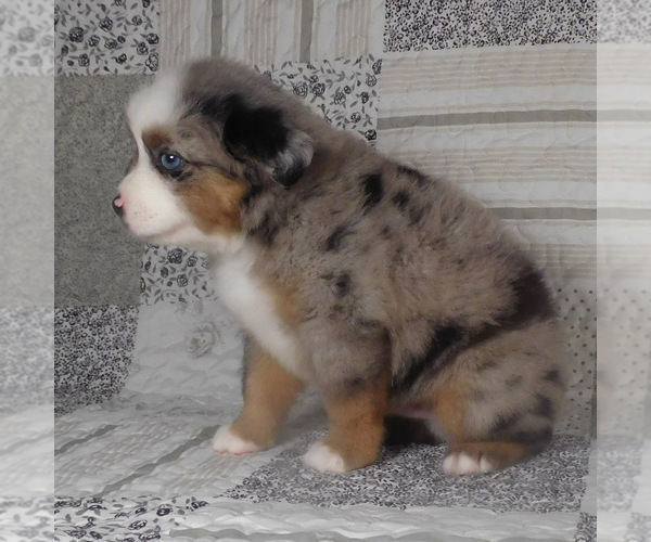 Medium Photo #24 Miniature Australian Shepherd Puppy For Sale in HARRISON, OH, USA