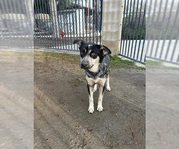 Medium Photo #1 Mutt Puppy For Sale in Riverside, CA, USA