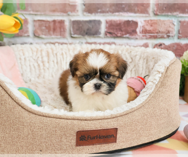 Medium Photo #2 Shih Tzu Puppy For Sale in SYRACUSE, IN, USA