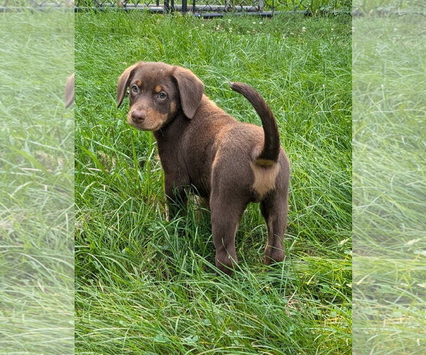 Medium Photo #2 Dachshund-Unknown Mix Puppy For Sale in Des Moines, IA, USA
