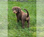 Small #1 Dachshund Mix