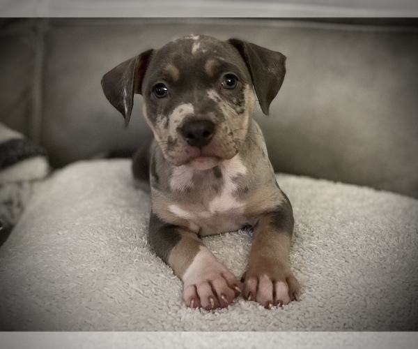 Medium Photo #5 American Bully Puppy For Sale in PICKERINGTON, OH, USA