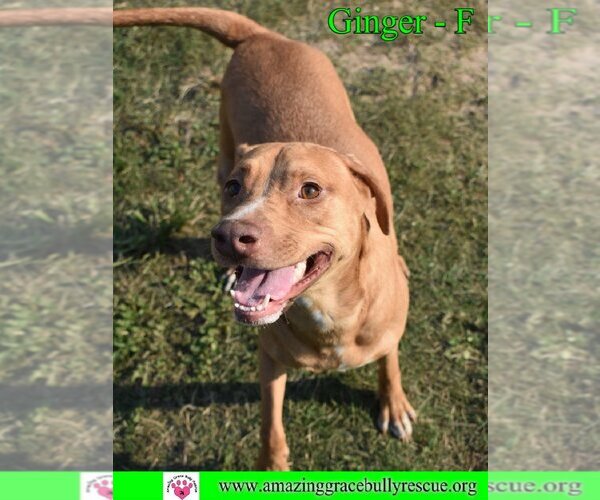 Medium Photo #9 Labrador Retriever-Unknown Mix Puppy For Sale in Pensacola, FL, USA
