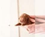 Small Photo #2 Goldendoodle Puppy For Sale in AIKEN, SC, USA