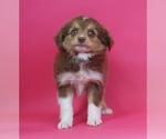Small Photo #3 Australian Shepherd Puppy For Sale in WARSAW, IN, USA