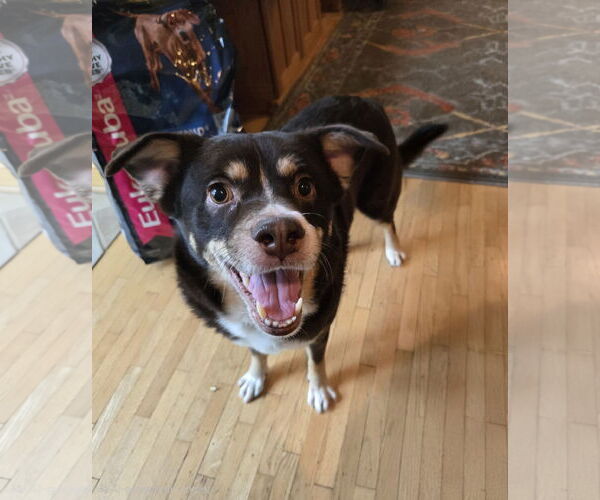 Medium Photo #4 Australian Shepherd-Unknown Mix Puppy For Sale in Belleuve, NE, USA