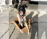 Small #4 Shepradors