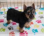 Small #3 Silky Terrier