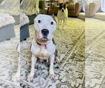 Small #5 American Pit Bull Terrier