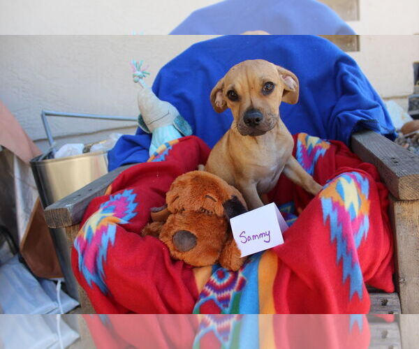 Medium Photo #3 Chiweenie Puppy For Sale in Imperial Beach, CA, USA