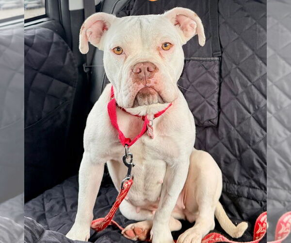 Medium Photo #12 American Bulldog-Unknown Mix Puppy For Sale in Canton, CT, USA