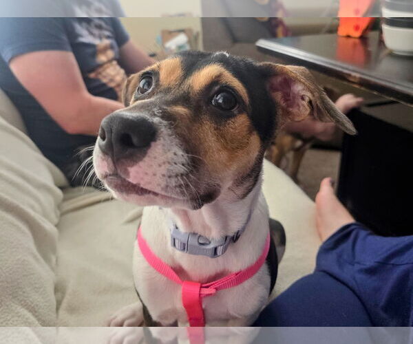 Medium Photo #10 American Staffordshire Terrier-Unknown Mix Puppy For Sale in Princeton, MN, USA