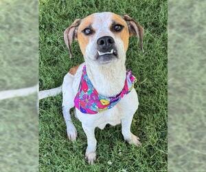 American Foxhound-Unknown Mix Dogs for adoption in Tulsa, OK, USA