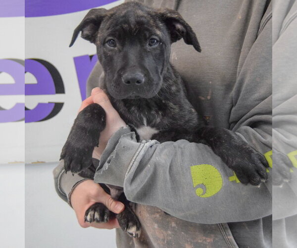 Medium Photo #4 American Staffordshire Terrier-Unknown Mix Puppy For Sale in Huntley, IL, USA