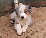 Puppy Obi PRICECUT Australian Shepherd