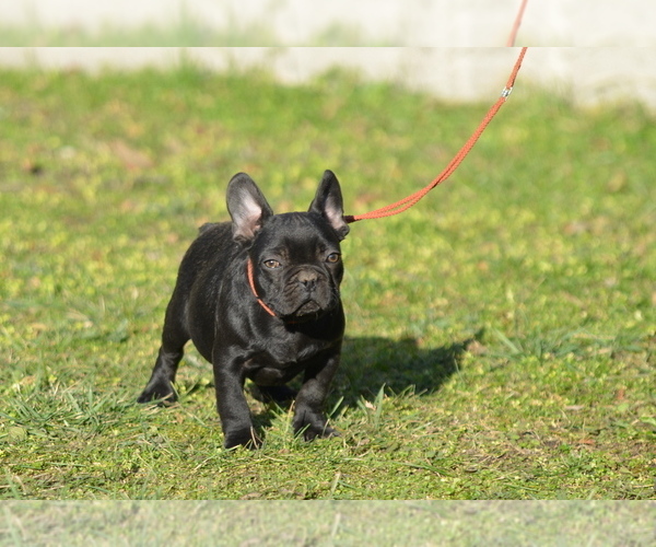 Medium Photo #5 French Bulldog Puppy For Sale in Kiskoros, Bacs-Kiskun, Hungary