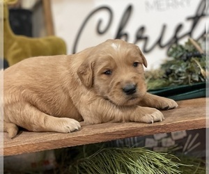 Golden Retriever Puppy for sale in FORDLAND, MO, USA