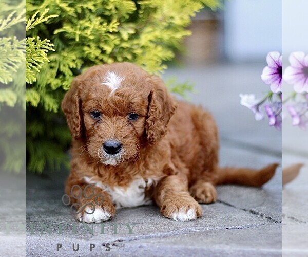 Medium Photo #5 Goldendoodle (Miniature) Puppy For Sale in LANCASTER, PA, USA